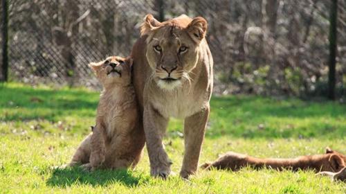 Zoo dan&eacute;s que mat&oacute; a la jirafa Marius ahora sacrifica a cuatro leones
