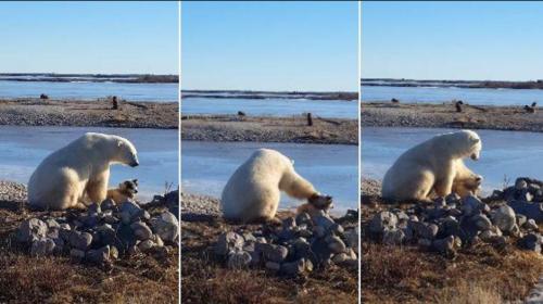 La verdad detrás del video de un oso polar acariciando a un perro 