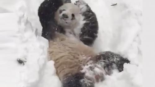 Oso panda disfruta la tormenta de nieve que afecta a Estados Unidos