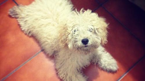 &iquest;Pueden los perros leer nuestra mente?