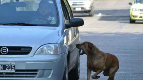¿Por qué los perros ladran y corren a los autos?