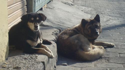 Congreso aprueba sanciones para quienes abusen de los animales