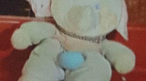 Buscan a Peto, un peluche por el que ofrecen Q800 de recompensa