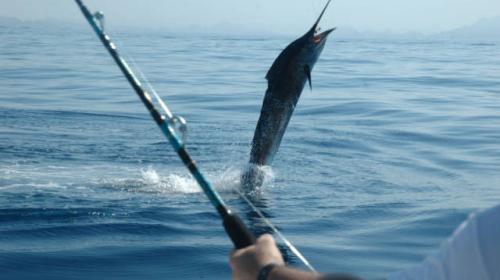 Guatemala busca conservar pez vela para impulsar turismo