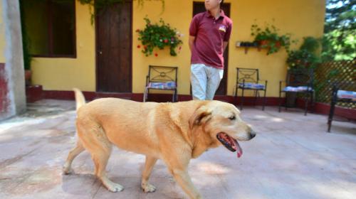 ¿Qué raza de perro elegir para nuestra familia?