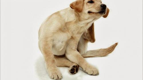 Área de Hospital San Juan de Dios continúa cerrada por plaga de pulgas