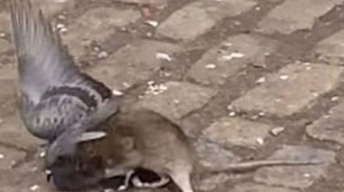 &iexcl;Pelea de infarto! Lucha entre una rata y una paloma rompe las redes