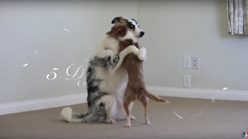 Una gu&iacute;a r&aacute;pida de c&oacute;mo dar abrazos perrunos en el D&iacute;a de San Valent&iacute;n