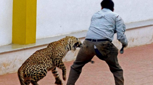 Leopardo invade una escuela y deja seis personas heridas 