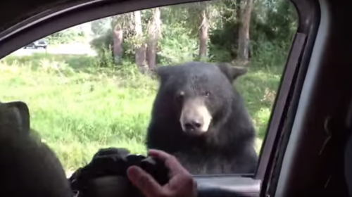El video de un oso se hace viral por abrir la puerta de un carro