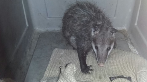 Como en los Simpson: da a luz una zarig&uuml;eya en el metro de M&eacute;xico