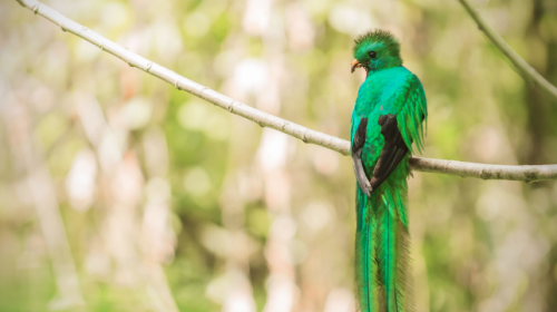 Capturan a tres hombres por llevar quetzales y otras aves en su maleta