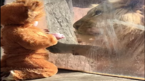 La tierna reacci&oacute;n de un le&oacute;n al ver a un ni&ntilde;o vestido de cachorro