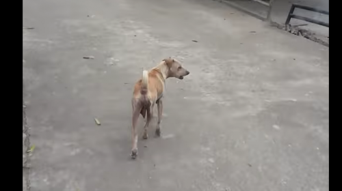 Le da de comer a un perro y lo sigue para descubrir un tierno hallazgo