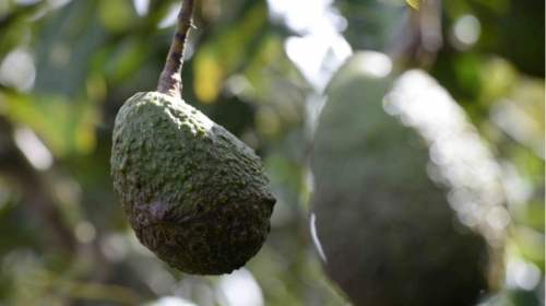&iquest;Qu&eacute; pas&oacute; con los aguacates de la finca de Otto P&eacute;rez?