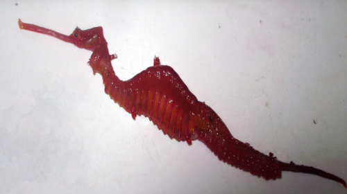 Graban a una rara especie de drag&oacute;n marino en el fondo del mar