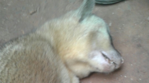 Matan a un micoleón por creer que era “el Cadejo”