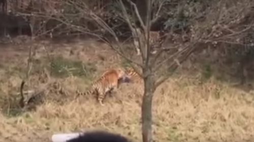Por esta raz&oacute;n, un hombre entr&oacute; al recinto de tigres donde fue atacado
