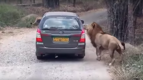 Una familia vive momentos de tensi&oacute;n cuando un le&oacute;n ataca su autom&oacute;vil