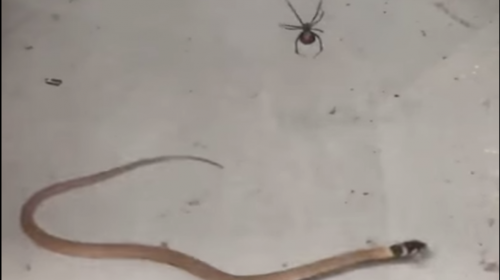 Araña ataca y asesina a una serpiente venenosa en Australia