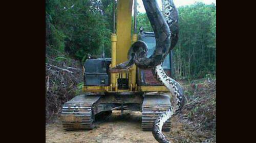 Se hace viral imagen de una enorme serpiente encontrada en...&iquest;Izabal?