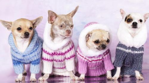 &iquest;Proteger o no a los perros del fr&iacute;o?