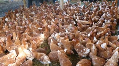 Gallinas de huevos de oro: alcalde gasta aporte constitucional en aves