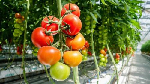 &iquest;Por qu&eacute; los tomates no saben igual? Esto es lo que est&aacute;n investigando