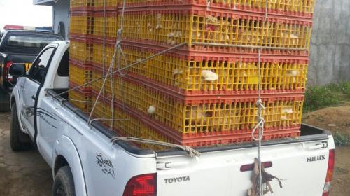 Decomisan 470 gallinas que podr&iacute;an ser de contrabando