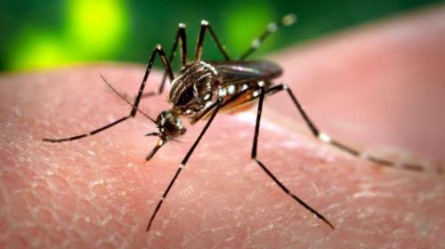 &iquest;Qu&eacute; es el virus Zika? Todo lo que debes saber sobre esta enfermedad