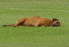 Un perro se queda dormido el césped de un estadio en Paraguay