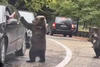 Oso golpea la mano de un conductor en pleno tráfico (video)