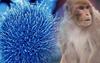 Viruela del mono, enfermedad que ha causado alarma mundial