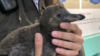 Presentan a nuevo integrante de la familia de pingüinos 