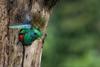 Quetzal macho alimenta a su cría (video)