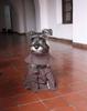 "Fray Bigotón": de perro callejero a perro fraile franciscano