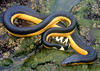 ¿Qué tipo de serpiente es la que encontraron en Puerto San José? 