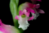 Descubren nueva especie de orquídea "de cristal" en Japón