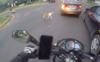 La aplaudida acción de un motorista con un perro en el tránsito