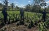 Localizan plantaci&oacute;n de droga valorada en m&aacute;s de Q10 millones
