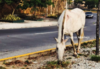 Caballo estuvo a punto de ser atropellado en zona 16