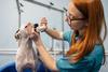 La salud bucal de las mascotas evita enfermedades graves