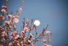 Mayo: La luna de las flores y la luna azul que puedes observar