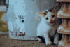 Consejos para rescatar a un gato si se encuentra en la calle 