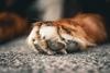 Rescatan a varias mascotas durante incendio en una vivienda 