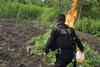 Las millonarias plantaciones de marihuana halladas en operativos