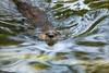 Tierno video: Captan a una nutria aliment&aacute;ndose en Izabal