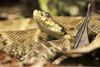 La ni&ntilde;a que falleci&oacute; debido a la mordida de una serpiente