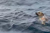 Pescadores rescatan a perro mientras nadaba en alta mar 