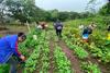 MAGA emite recomendaciones para el sector agr&iacute;cola